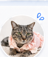 ドレスを嫌がる猫